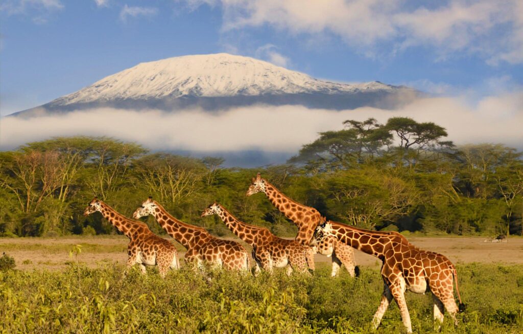 3 Day Taste of Tanzania Luxury Safari