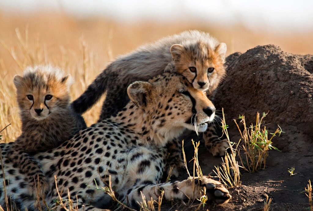 8 Day Mid Range Mara River Great Migration