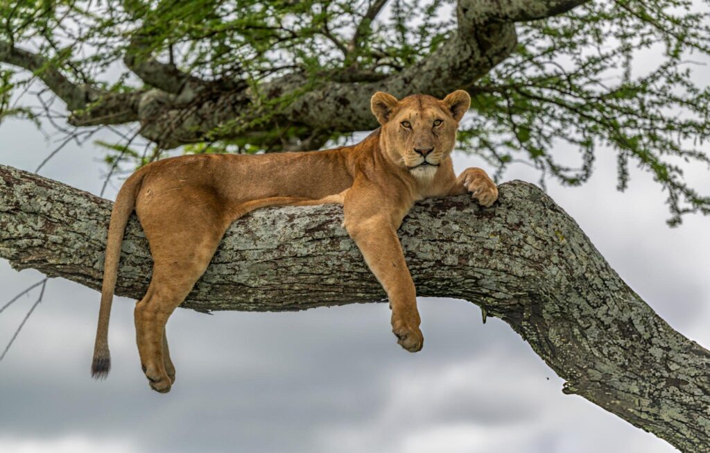 Lake Manyara National Park